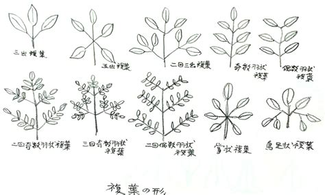 三出複葉植物|植物用語2